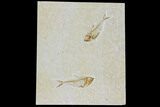 Two Fossil Fish (Diplomystus) - Green River Formation #119648-1